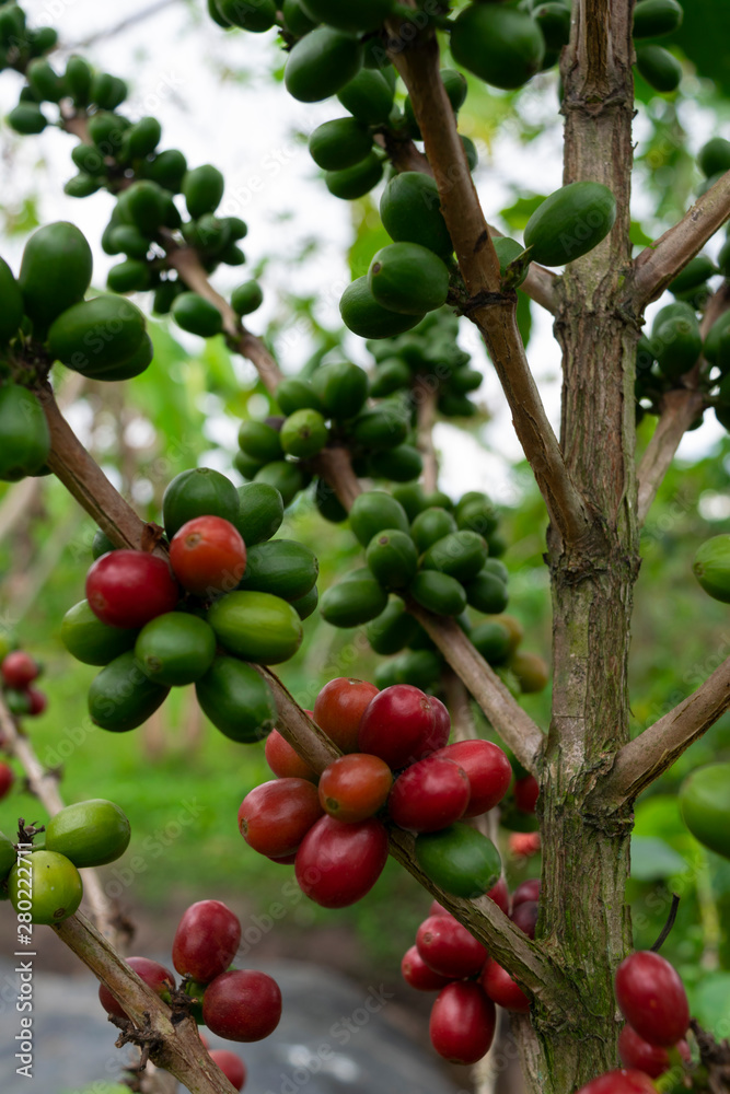 coffee tree in Quindío Colombia