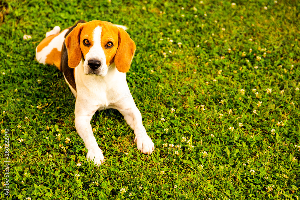 Beagle dog on grass in sun background, copy space