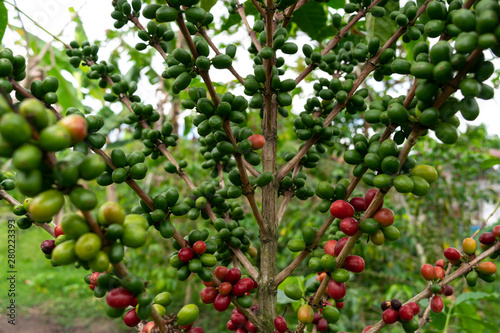  coffee tree in Quindío Colombia