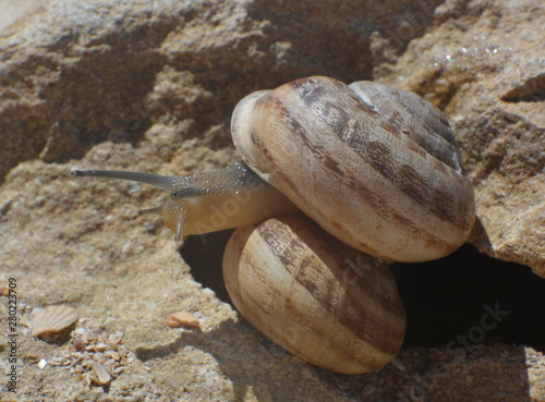 Snail closeup crawling on the shell on the stone