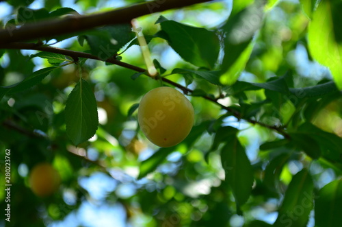 oranges on tree