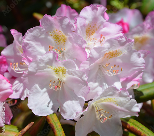 Rhododendron flower is a genus of 1,024 species of woody plants in the heath family (Ericaceae), either evergreen or deciduous photo