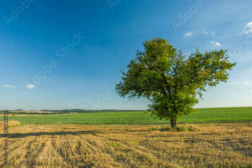 Lonely big tree in the field