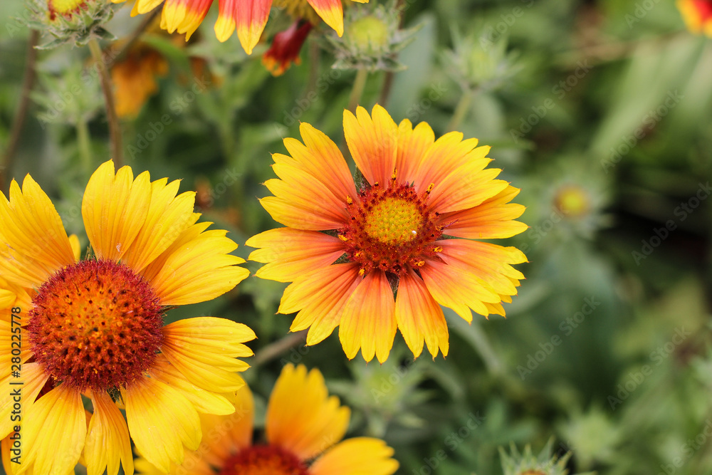 Yellow-orange flowers on a flower bed in the Park Yellow-orange flowers on a flower bed in the Park