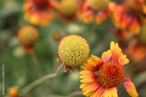 Yellow-orange flowers on a flower bed in the Park