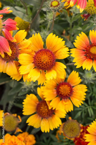 Yellow-orange flowers on a flower bed in the Park