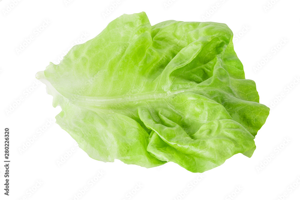 Fresh lettuce leaf isolated on white background with clipping path Fresh lettuce leaf isolated on white background with clipping path