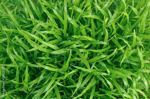 grass background texture on lawn