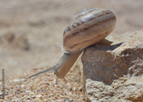 Snail closeup hanging on the edge of a stone in the sand