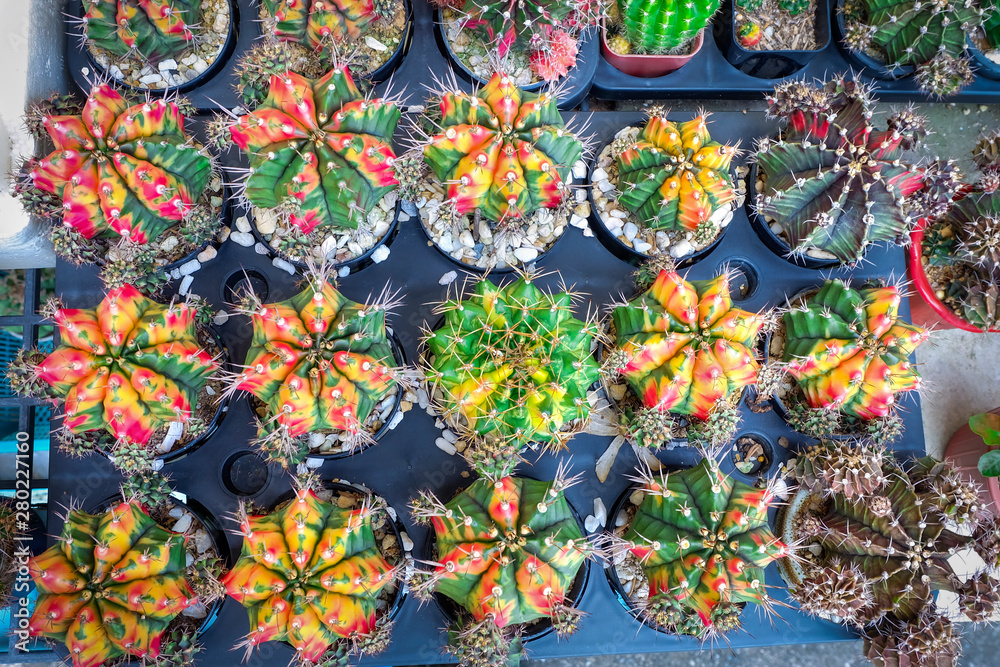 colorful cactus with thorn