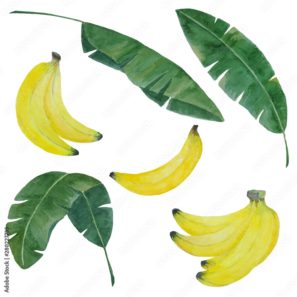 watercolor hand painted banana set with bananas and leaves isolated on white, banana elements for tropical botanical design, vector illustration
