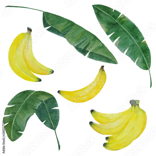 watercolor hand painted banana set with bananas and leaves isolated on white, banana elements for tropical botanical design, vector illustration