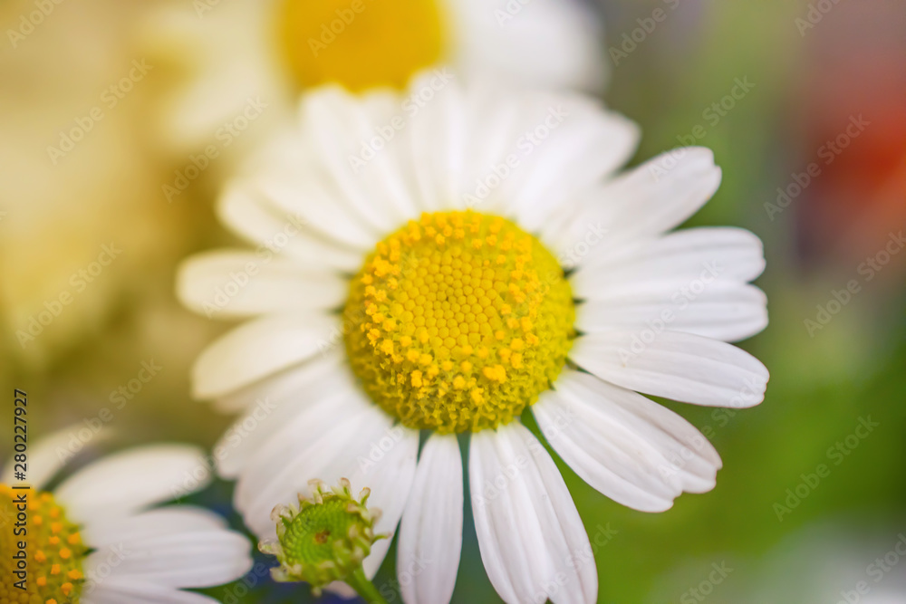Fototapeta premium chamomile close-up with solar flare on the side of the frame