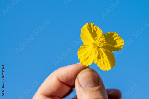 man's hand holding a small yellow flower against the blue sky, close-up