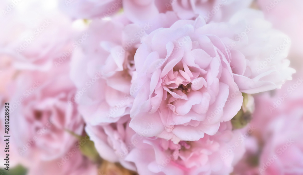 close on petals of beautiful pink roses in full frame