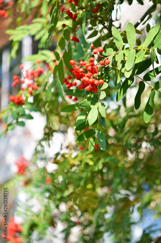 Rowan branch with a bunch of red ripe berries. - Image