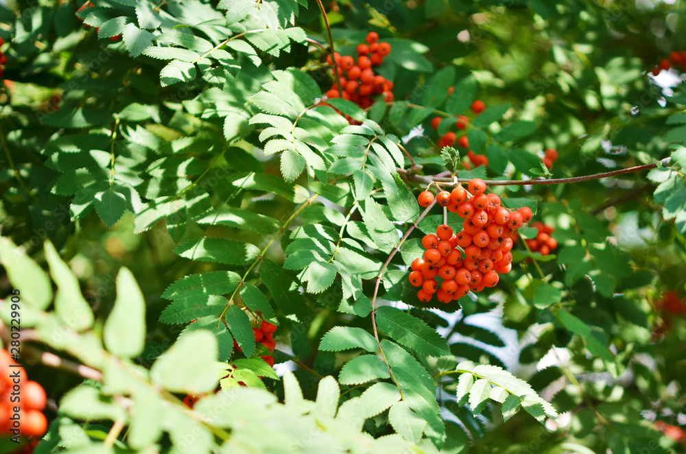 Rowan branch with a bunch of red ripe berries. - Image Rowan branch with a bunch of red ripe berries. - Image