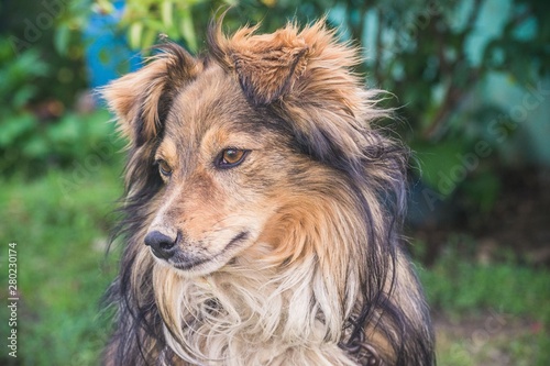 Close-up of the dog's muzzle big shaggy on the street