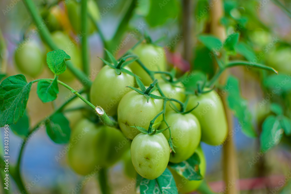 Green and red tomatoes, tomatoes from Thailand country Green and red tomatoes, tomatoes from Thailand country