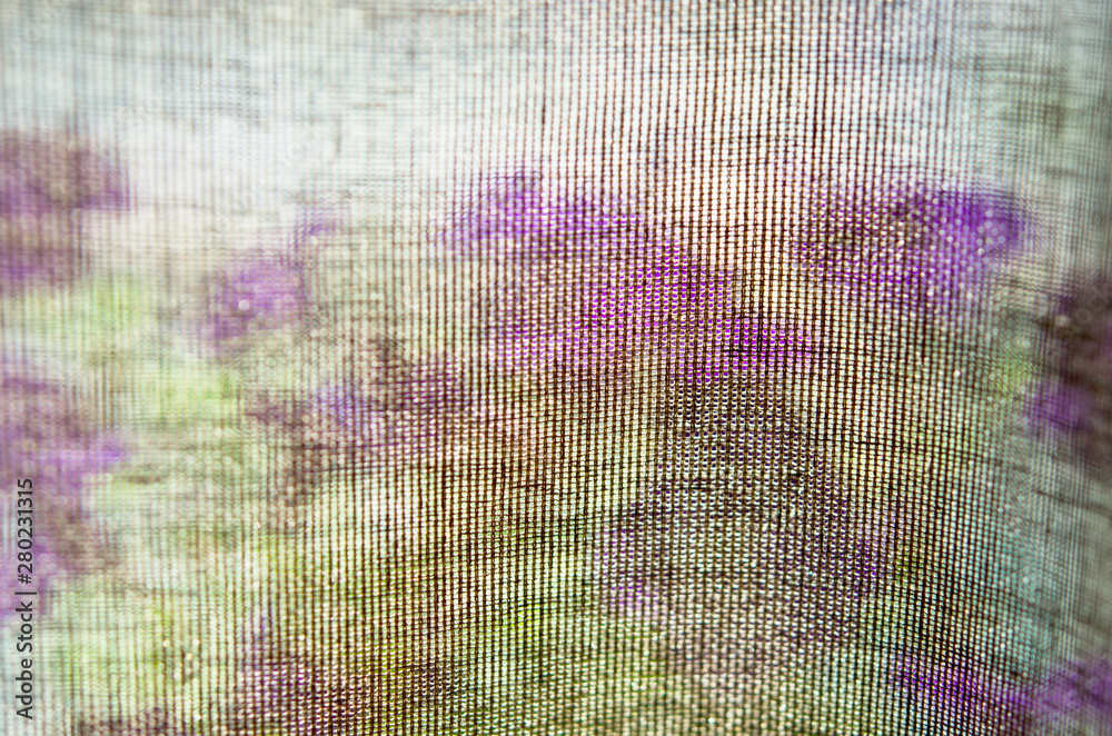 Fototapeta premium On the windowsill behind the curtain Petunia flowers. - Image