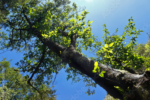 Canvas Print An old aliso tree (Alnus glutinosa) from a low view