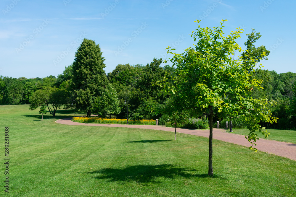 Tree and Open Green Field at the Naperville Riverwalk Park during Summer