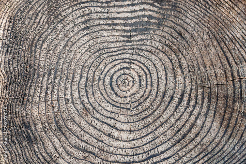Tree rings Tree rings
