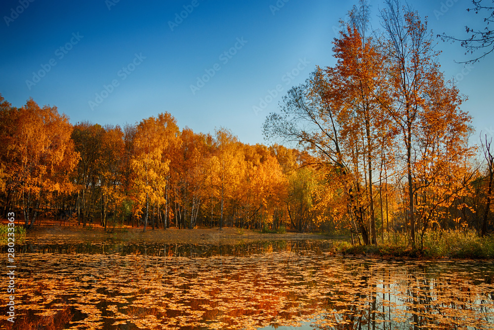 Obraz premium Beautiful and bright autumn landscape with a lake and golden trees in sunny weather.