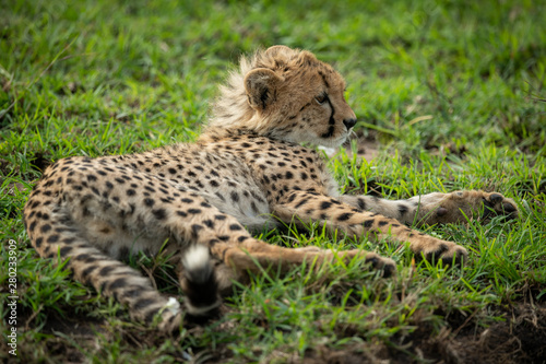 Cheetah cub lies on grass looking right
