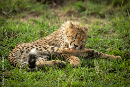 Cheetah cub lies licking foreleg in grass