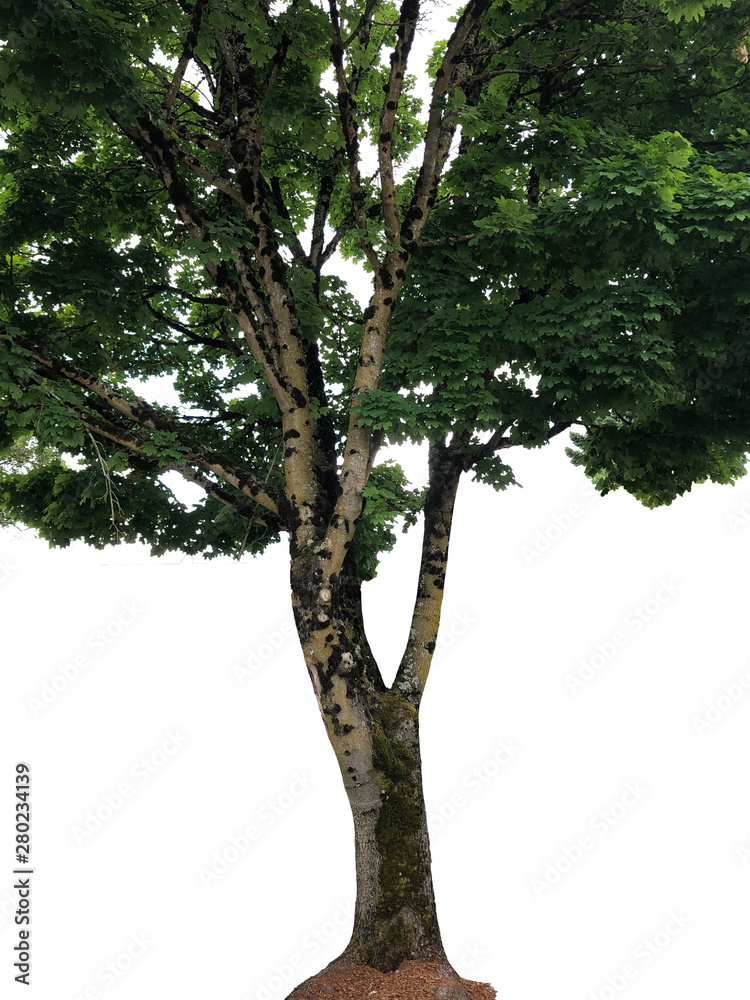 Fototapeta premium Isolated tree on white background
