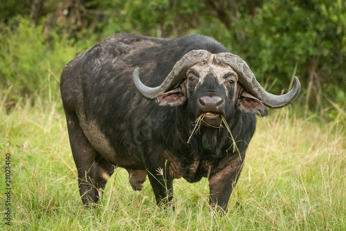 Cape buffalo stands chewing grass facing camera