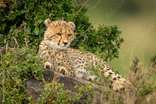 Cheetah cub lies on rock in bushes