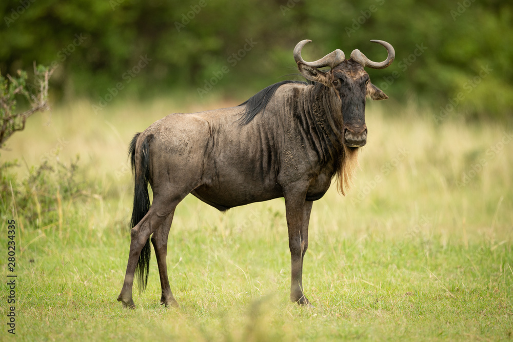 Blue wildebeest stands eyeing camera in grassland Blue wildebeest stands eyeing camera in grassland