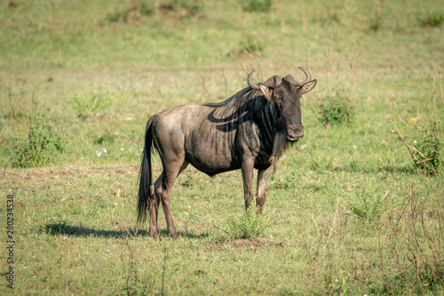 Blue wildebeest stands turning head in grass