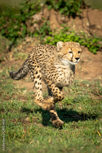 Cheetah cub running over grass in sunshine