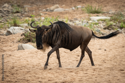 Blue wildebeest walks across sand near rocks