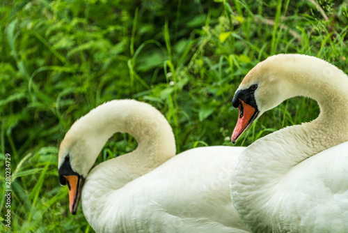 Close up of two Mute Swans (Signus olor) photo