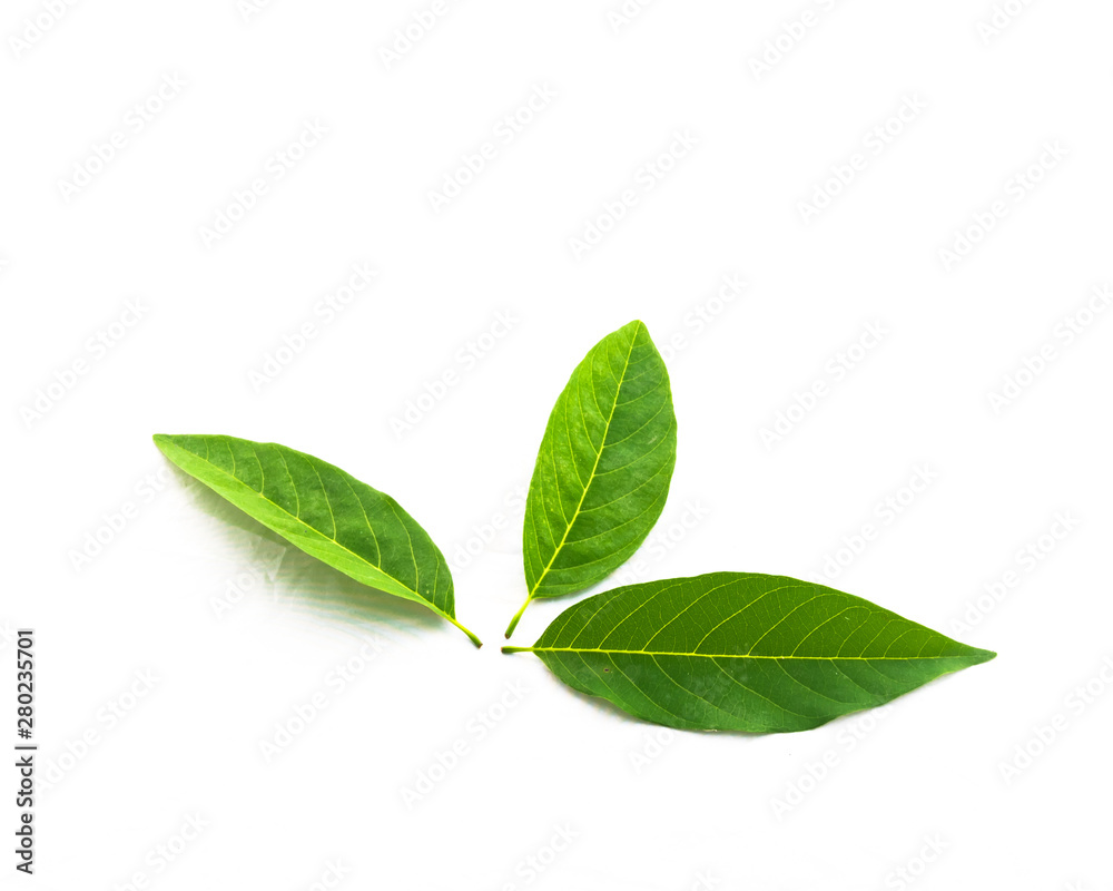 Studio shot three fresh green sugar-apple leaves isolated on white Studio shot three fresh green sugar-apple leaves isolated on white