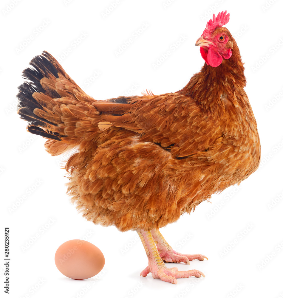 Fototapeta premium Chicken and egg.