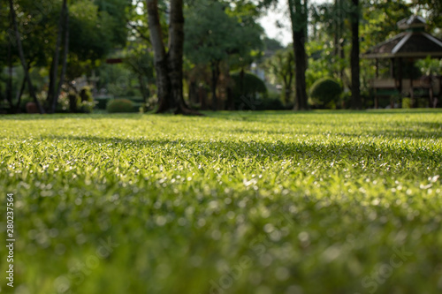 Low angle view of grass field in the garden with environmental friendly concept
