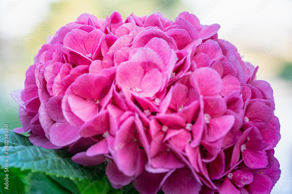 Beautiful Flower, Hydrangea Flowers, Hydrangea Macrophylla