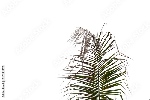 Fototapeta Naklejka Na Ścianę i Meble -  Dried coconut leaves with brown color on white isolated background 