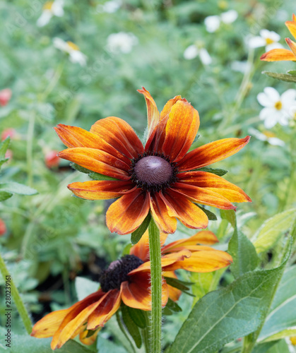 Rudbeckia hirta 'Cappuccino' photo