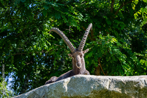 Ibex lying on a rock