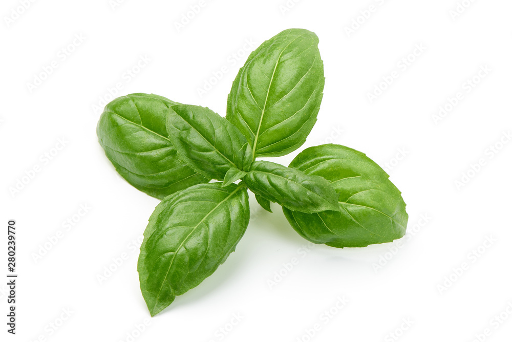 Fresh basil leaves, close-up, isolated on white background Fresh basil leaves, close-up, isolated on white background