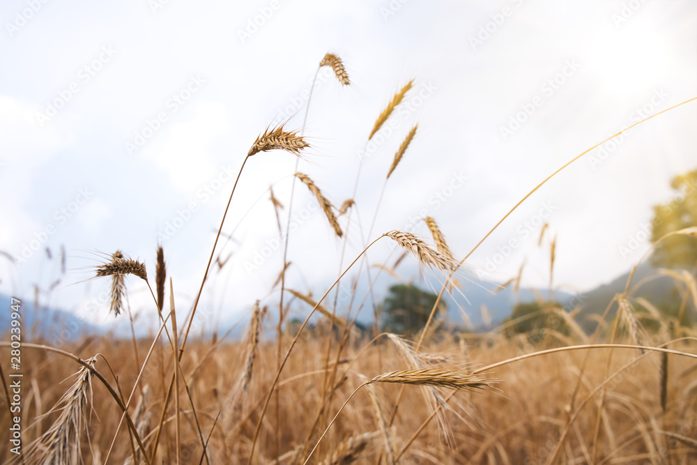 Obraz premium Wheat field. Ears of golden wheat close up. Background of ripening ears of meadow wheat field