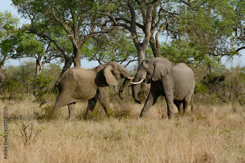 trunk to trunk, elephants in the Kruger National Park © Keith