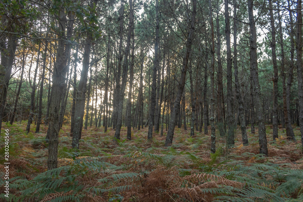 Fototapeta premium Camariñas forest.