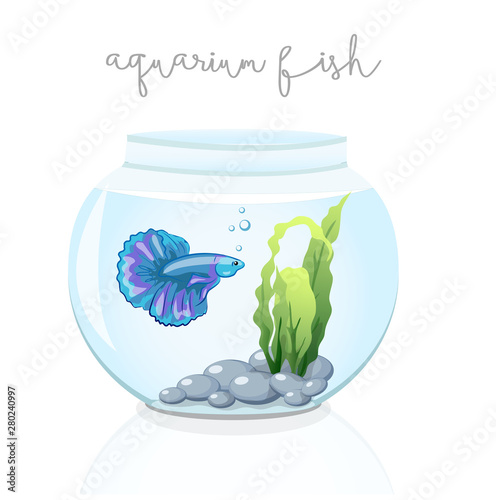 Betta splendens in the aquarium. Clear water. In the aquarium, algae and stones